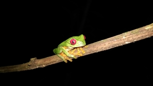 Costa Rica - Tijdens onze jungle tocht midden in de nacht, kwam we deze knapperd tegen.