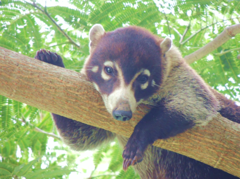 Costa Rica - Op slag verliefd...
