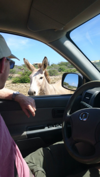 Kralendijk - Nieuwsgierige bewoner van Bonaire