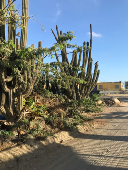 Aruba - Cactus Aruba