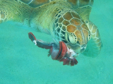 Curaçao - Diep in de zee