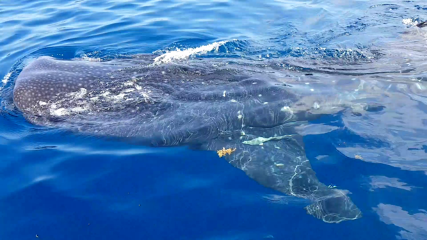 Playa del Carmen - Walvishaai Mexico