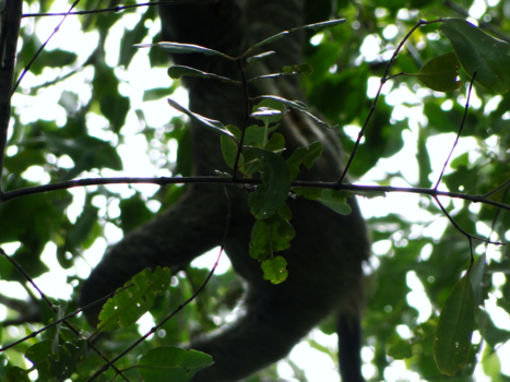 Bocas del Toro - Luiaard