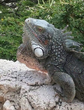 Curaçao - Iguanidae
