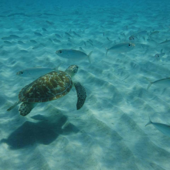 Curaçao - Zwemmen met schildpadden