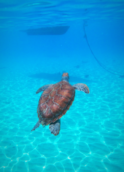 Curaçao - Seaturtle