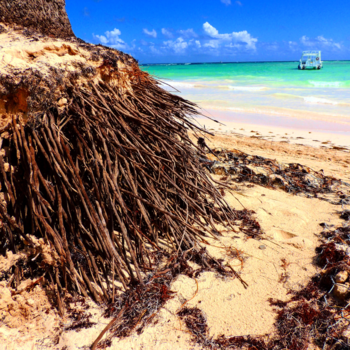 Punta Cana - Beach palm