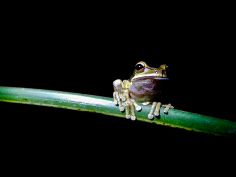 La Fortuna - Frog near Vulcano Arenal