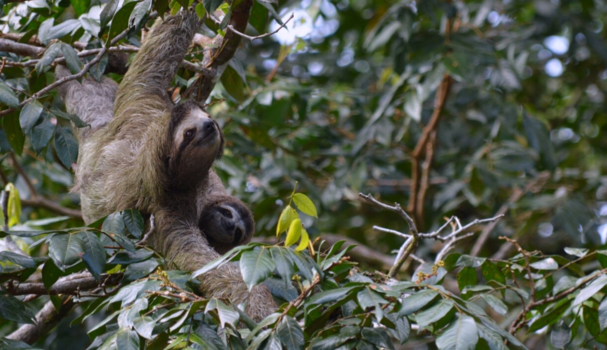 Tortuguero National Park - Een mama luiaard met haar baby in Tortuguero, Costa Rica.