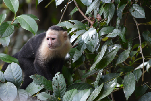 Tortuguero National Park