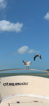 Playa del Carmen - Een meeuw en pelicaan