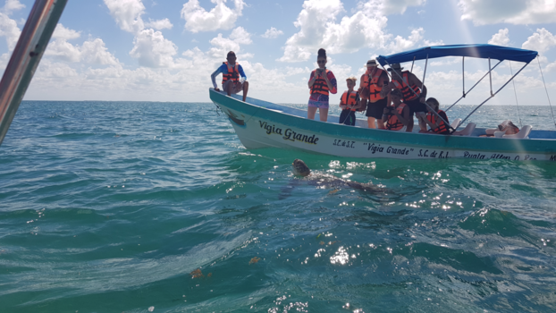 Playa del Carmen - Zeeschildpad komt even kijken wat er gebeurt!!
