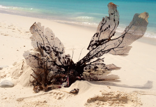 Klein Curaçao - No sound and peaceful, the little 🌴