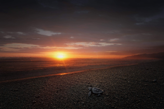 Rondreis Caribische kust Costa Rica - Op zoek naar DE vrijheid, zonder plastic