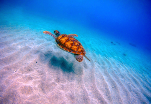 Curaçao - Swimming turtle