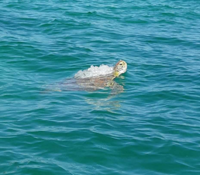 Mexico - Sian ka'an sea turtle