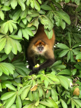 Nicaragua - Aapjes kijken