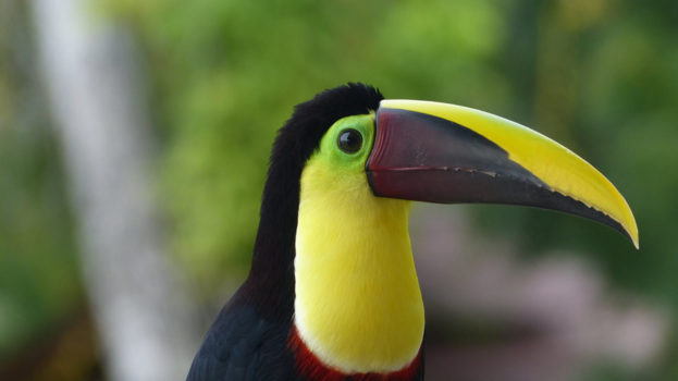 Panama - Toucan Called: Lucas