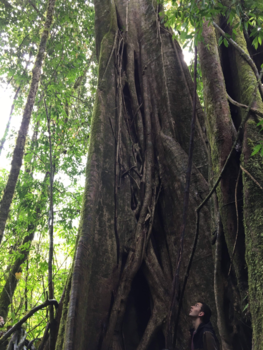 Nicaragua - Verdwijnen in een boom