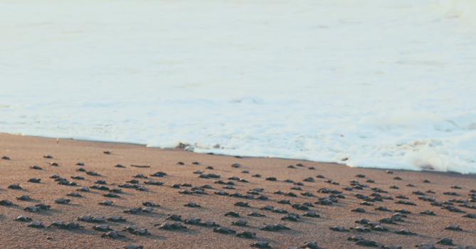 Guatemala - Young & Beautiful