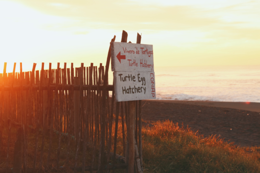 Guatemala - Turtle egg hatchery