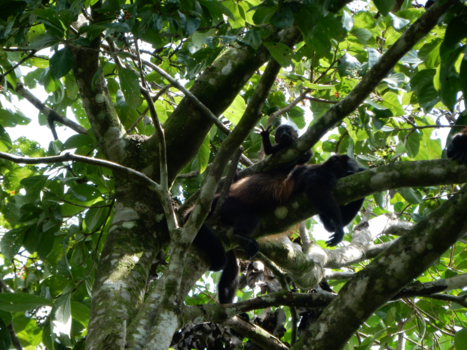 Costa Rica - Zwaaiend brulaapje (mensen en apen lijken echt op elkaar :-))