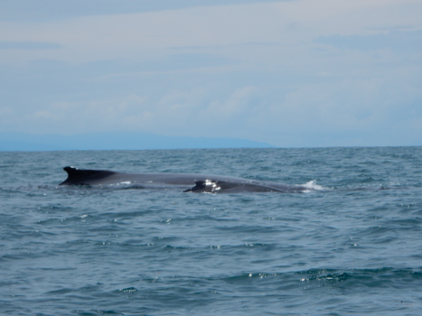 Costa Rica - Bultrugwalvis met jong