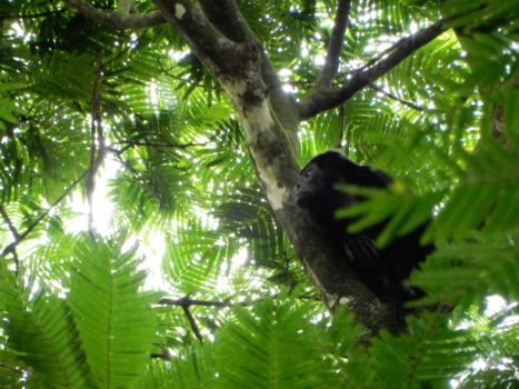 Costa Rica - Brulaap in Tortuguero