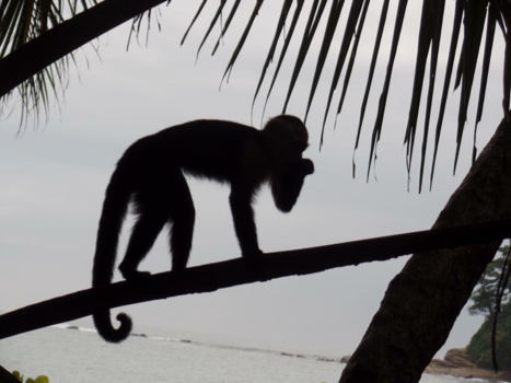 Manuel Antonio National Park - Aap in Manuel Antonio Park