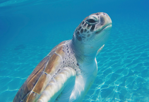Curaçao - Passerende schildpad tijdens snorkelen