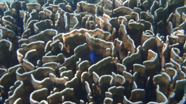 Costa Rica - doolhof!!!