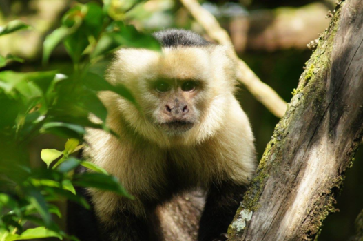 Costa Rica - Aap van dichtbij ❤️