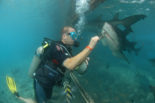 Curaçao Sea Aquarium - Sharky business