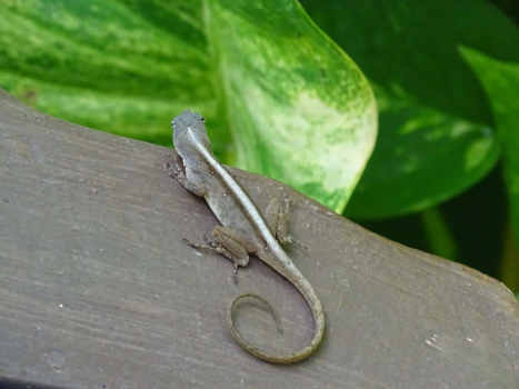 Mexico - Gecko