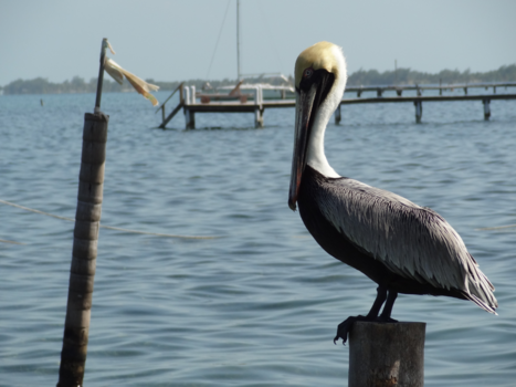 Caye Caulker - Ik sta op wacht ....