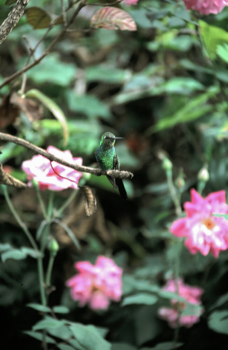 Cuba - Zoekplaatje...