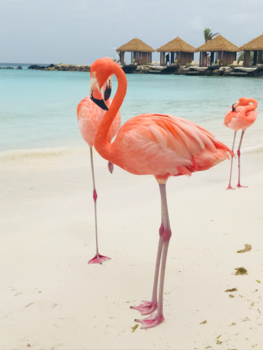 Aruba - Flamingo’s op Aruba