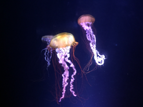 Bahama's - Jelly fish