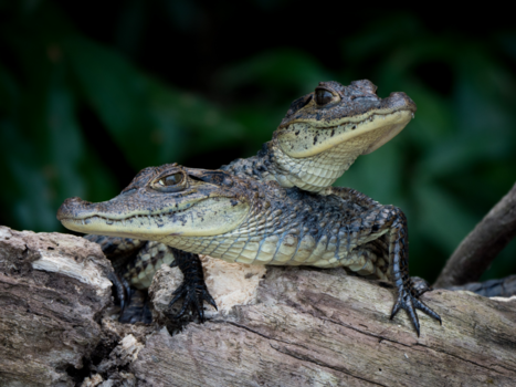 Tortuguero National Park - Baby Kaaimannen in Tortuguero National park, Costa Rica