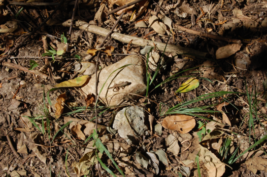 Trinidad (Cuba) - Wildernis bewoner..