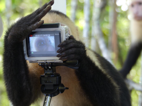 Costa Rica - Monkey in the mangrove