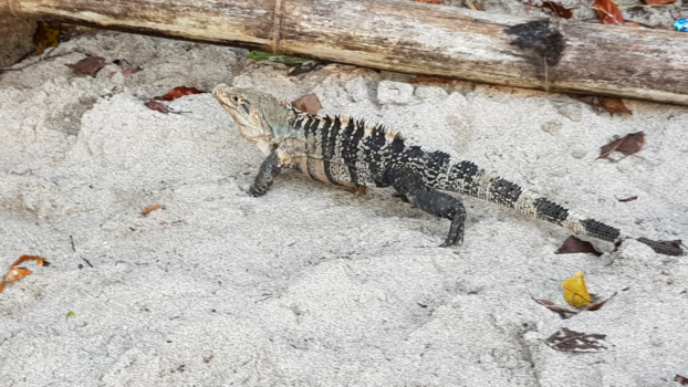 Costa Rica - Iguana