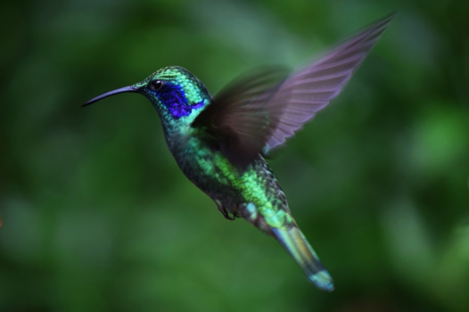 Costa Rica - Kolibrie in volle vlucht