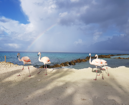 Aruba - Rainbow