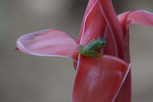 Rondreis Noord-Costa Rica - Kikker op bloem