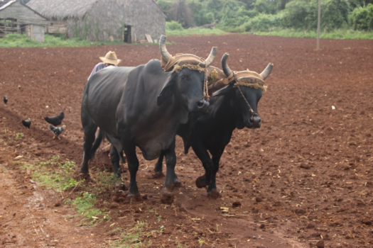 Viñales Valley - de koeien voor de eg