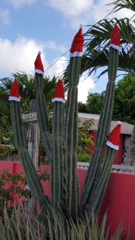 Bonaire - Kerst in Kralendijk