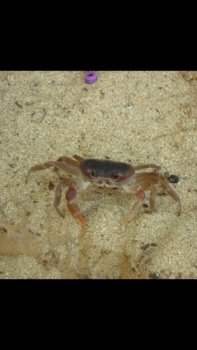 Santo Domingo (Dominicaanse Republiek) - Kiekeboe