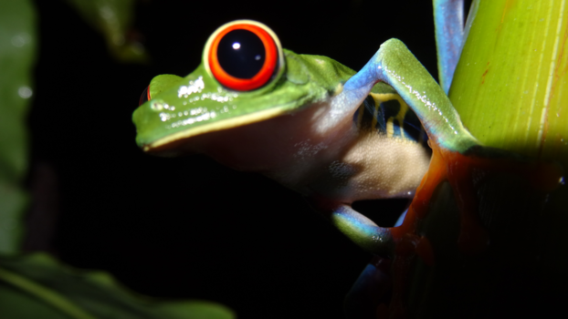 Rondreis hoogtepunten Costa Rica - Blue jeans frog