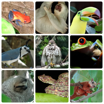 Rondreis hoogtepunten Costa Rica - Hoogtepunten